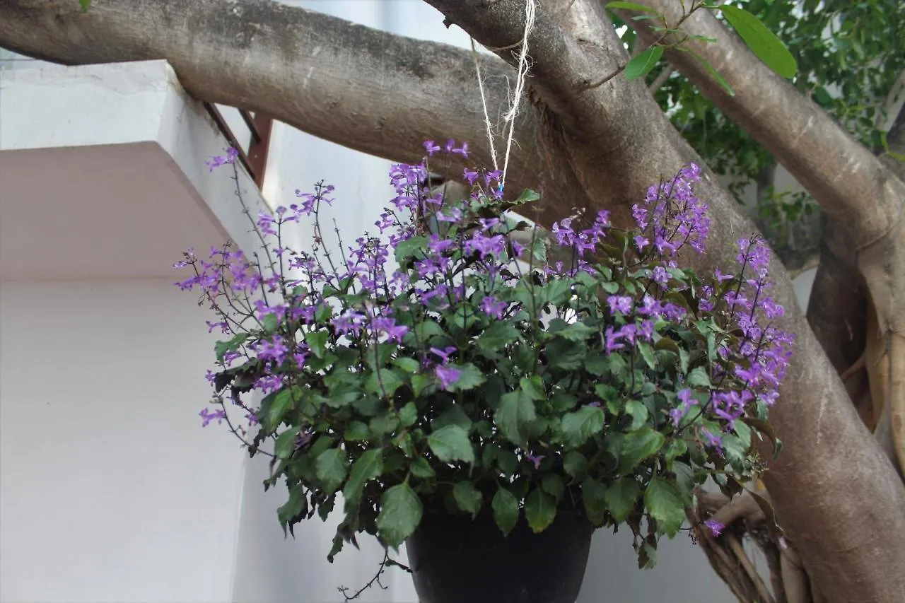 Opis Haus Apartment Playa del Carmen 0*,
